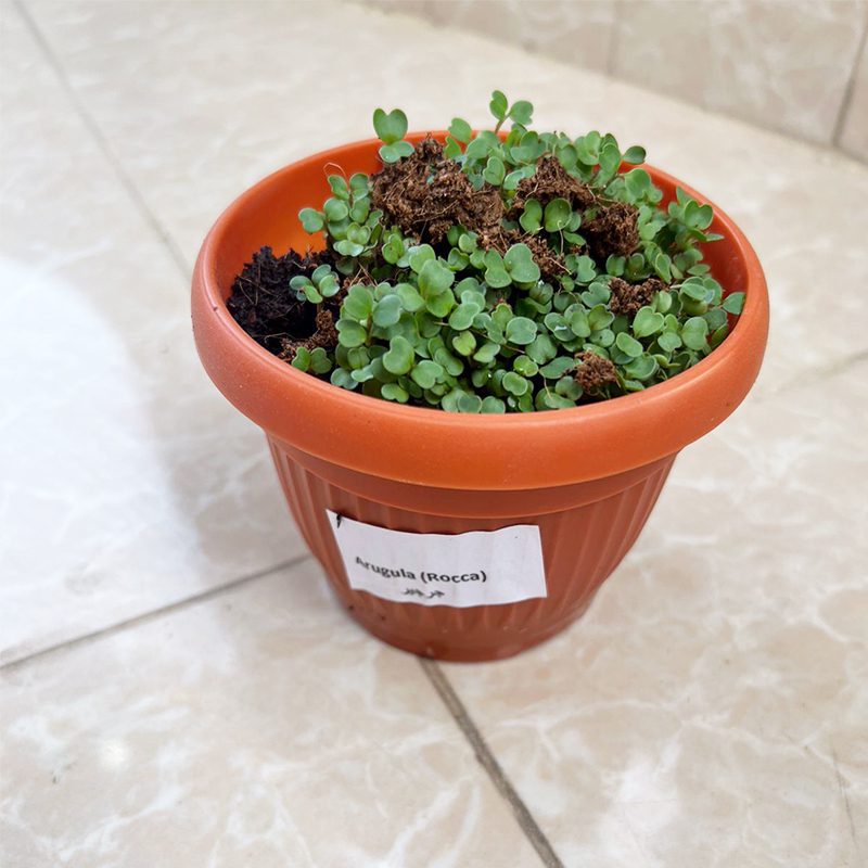 مجموعة الزراعة المنزلية  GARDENING KIT