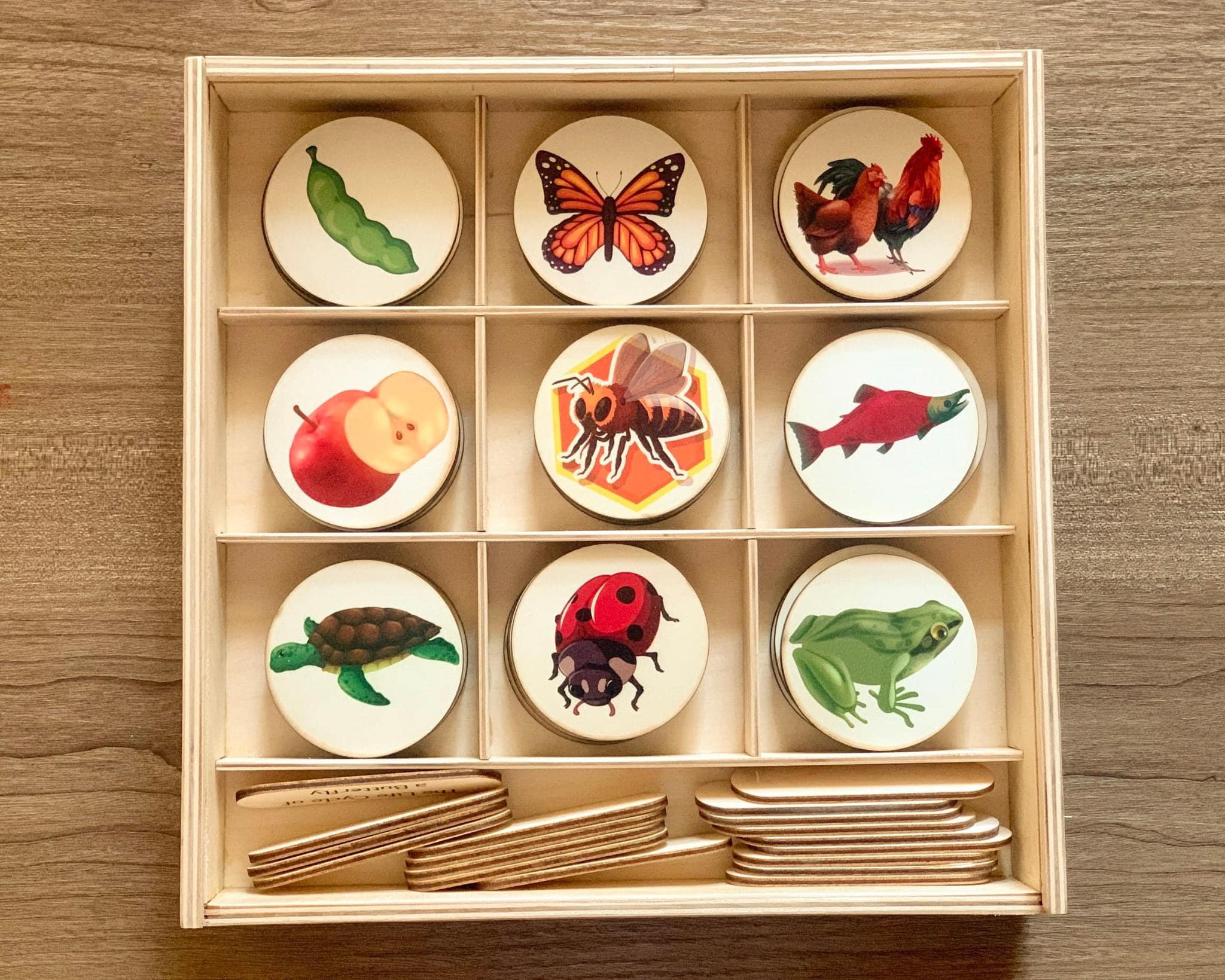 دورة حياة الكائنات 9 كائنات