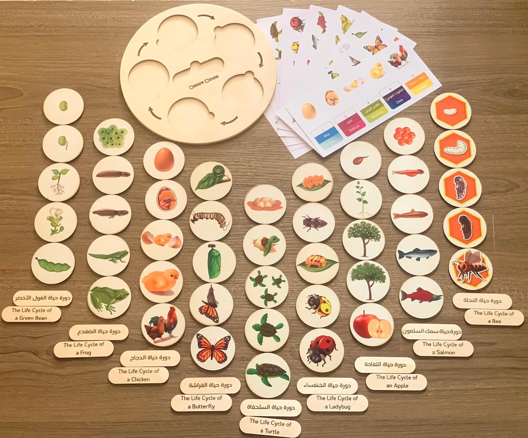 دورة حياة الكائنات 9 كائنات