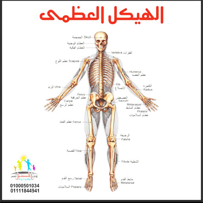 الهيكل العظمي كبير