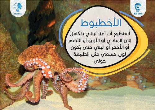 كوتشينة جينو الحيوانات - 80 فكرة