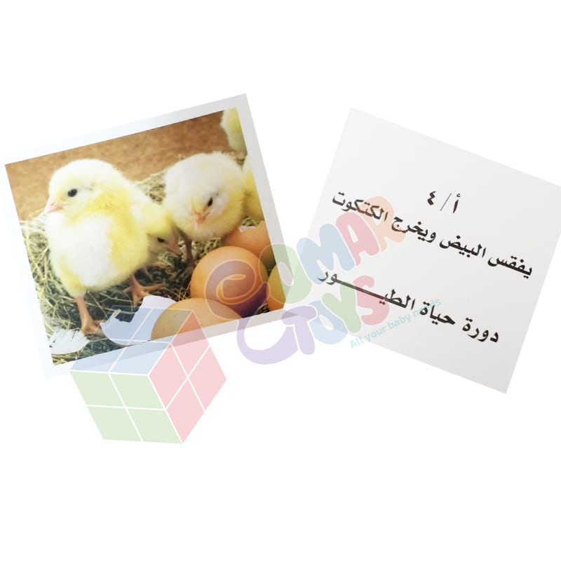 مراحل النمو و طور الحياة
